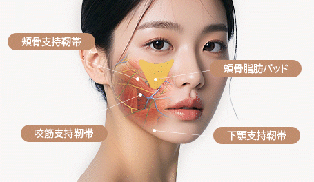 老化による顔の変化